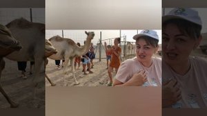 пляж отеля Royal Beach Hotel 4*. Фуджейра, ОАЭ. Экскурсия на Индийский океан