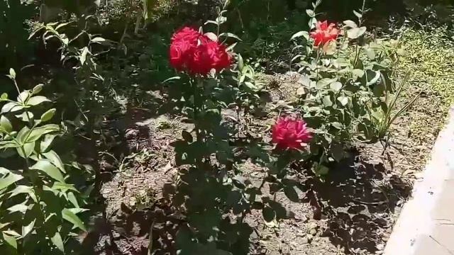 КЛУМБА непрерывного цветения. С МАЯ до поздней осени.