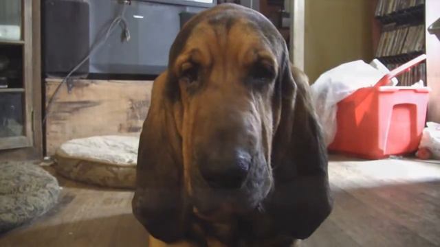 Missing you ! Doggy Blues смотреть онлайн