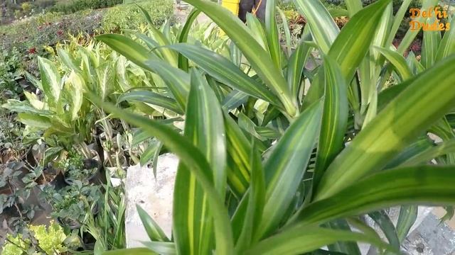 How to care of SONG OF INDIA | Dracaena reflexa | Price | Madagascar Plants смотреть онлайн
