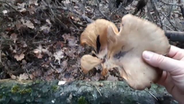 КАК ПЕС СПАС МЕНЯ ОТ СМЕРТИ . КАКИЕ ГРИБЫ РАСТУТ В ЛЕСУ И КАК Я ГОТОВЛЮ ГРИБНОЕ АССОРТИ . смотреть онлайн