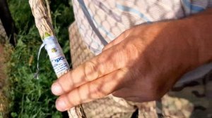 Летняя прививка фундука на медвежий орех