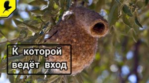 Короткие и интересные факты про птицах №5 / У какой птицы необычное гнездо похоже на рукавицу?