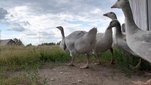 Разведение подсадных (манных) гусей. Выращивание гусят.