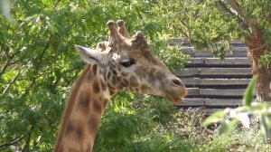 ► Un troupeau de girafes dans leur enclos au Zoo de Vincennes (Parc Zoologique de Paris)