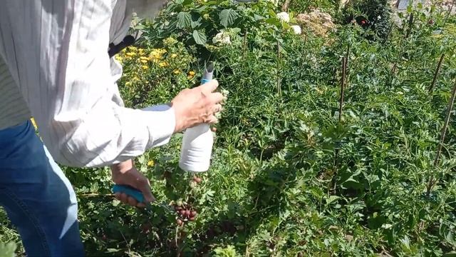 Приспособление для сбора крыжовника! Мои идеи! смотреть онлайн