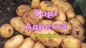 Адретта Купить Семенной Картофель Клубни