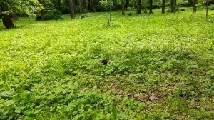 В ЦПКиО им.Кирова, Санкт-Петербург, 23.06.2022