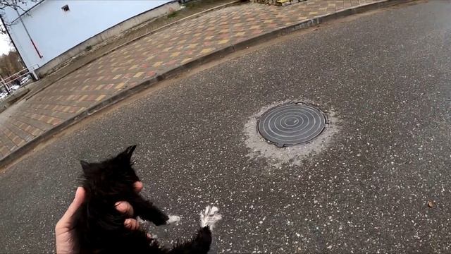 Подобрал котенка на трассе. Спасение котенка. Котенок один в лесу у трассы. смотреть онлайн