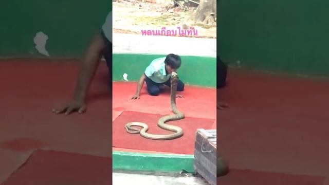 Snake show Phuket