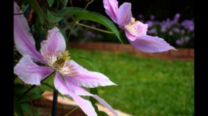 Clematis