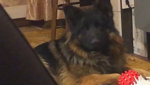 НЕМЕЦКАЯ ОВЧАРКА В КВАРТИРЕ\\забрала Декса на ночь в квартиру