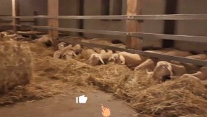 Бараны и овцы Мериноландшаф! Мясная, шерстяная порода овец! Овцы породы Мериноланд ярки! Овцеводств