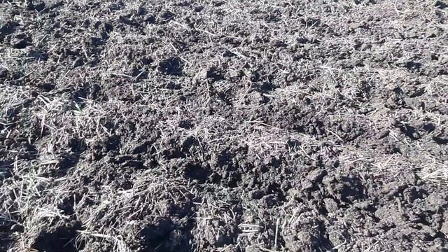 Испытание самодельного культиватора рыхлителя с Мтз 80. смотреть онлайн