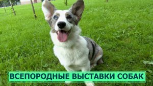 Редкие породы собак на всепородной выставке