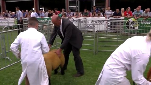 Defaid Suffolk | Suffolk Sheep смотреть онлайн