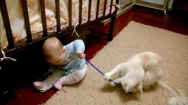 Maine Coon - nanny.Мейн-кун - нянька. смотреть онлайн