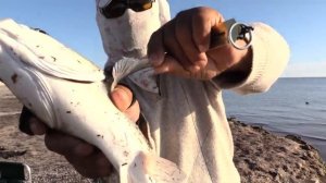 Большая кефаль и  пеленгас за 2019 год