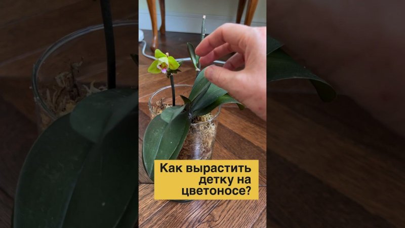 #данапротасова #орхидеи #orchid #орхідеї #деткаорхидеи