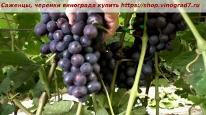 24 июля и виноград Подарок несветая во всей красе с огромными ягодами и полностью окрашен. Пузенко
