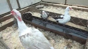 Мускусные утки//Можно определить возраст по маске?