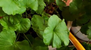 У ПЕТУНИИ ЛИПКИЕ ЛИСТЬЯ. ВАЖНАЯ ПОДКОРМКА ДЛЯ НАСЫЩЕННОСТИ ЗЕЛЁНОГО ЛИСТА. ПЕРВОЕ ЦВЕТЕНИЕ В САДУ.