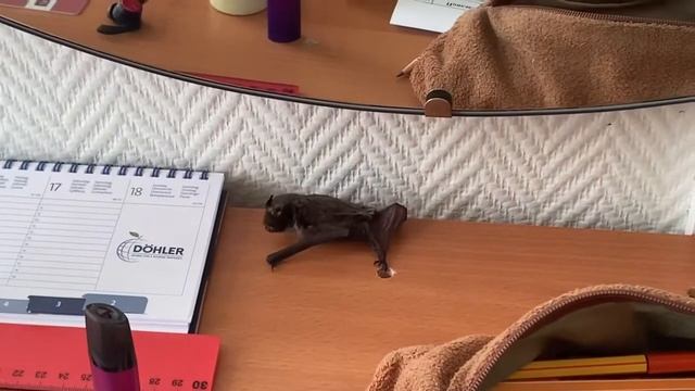 Летучая мышь в школе!!! Кого только не встретишь на работе? #ЛетучаяМышь смотреть онлайн