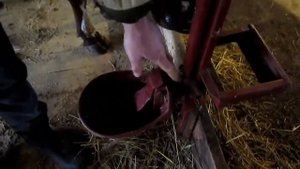 Стойло для коров от А до Я, без больших затрат. ПРИВЯЗЯ