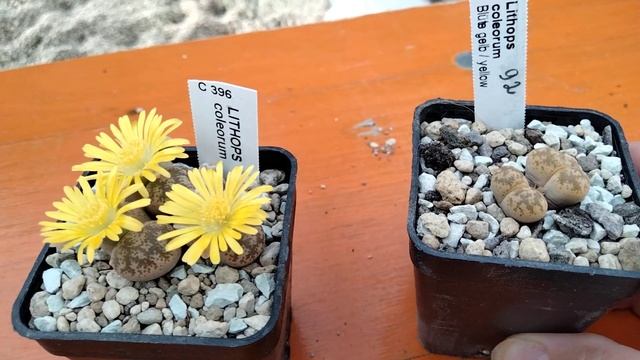 Редкие растения.Откуда они?Литопсы.Lithops Coleorum.
