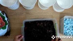 Размножение антуриума. Деление и пересадка антуриума.