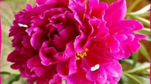 ЦВЕТЫ ПИОНЫ