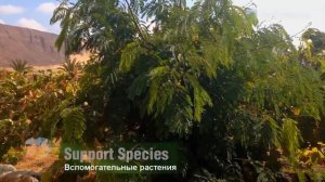 Джефф Лотон Как из пустыни сделать оазис ?