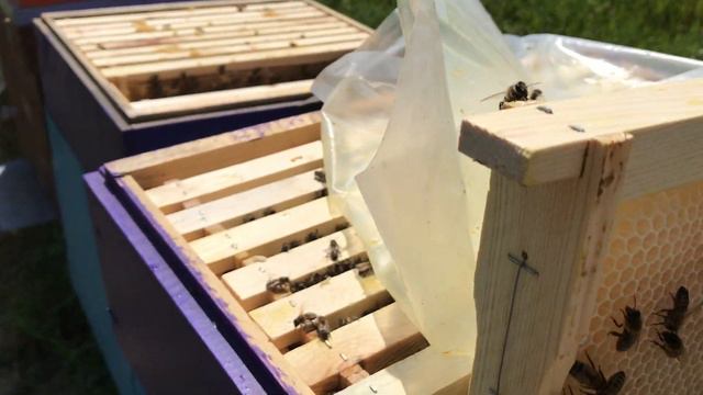 14 червня 2022 р.#бджільництво#карпатка#lyson#кліщ#вароа#вароатоз#мед#акація#матки# смотреть онлайн