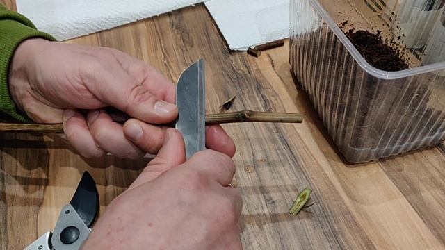 Укренение. Окулировка. Тест прививочных ножей. смотреть онлайн