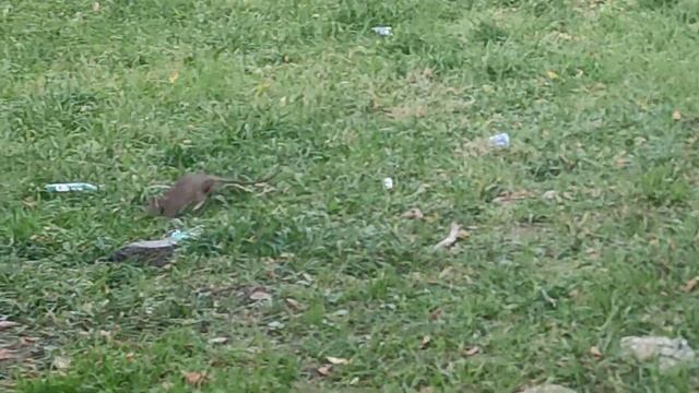 Рязань. Магазин "Да". Крысы. Канищево. Октябрь 2022. смотреть онлайн