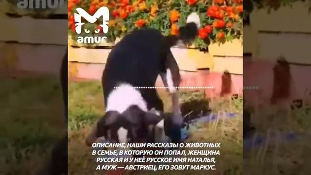 Мало у кого получалось так поменять свою жизнь, как у дворняги Маркуса из Благовещенска смотреть онлайн