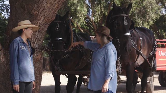 Percheron Horses with Miss Laura смотреть онлайн