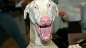 день парикмахера прикольное поздравление с днем парикмахера