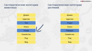 Систематика. Таксоны