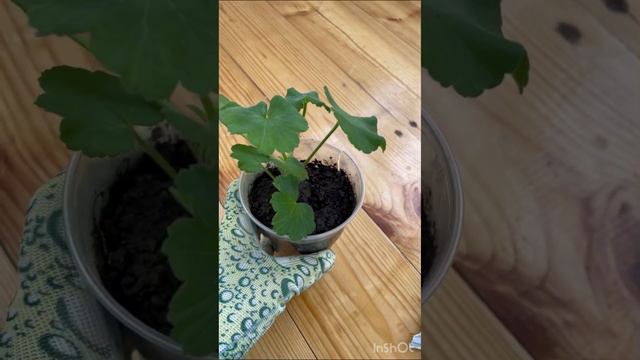 Пересаживаю пеларгонию в грунт🔥 покажу какой использую❤️ #пеларгония #flowers #лето2023 смотреть онлайн