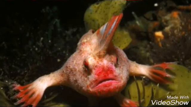 Неизвестные животные о которых никто не знал смотреть онлайн