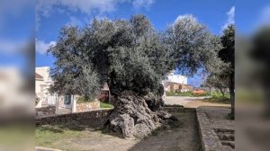 Оливковое дерево возрастом 3000 лет до сих пор даёт плоды