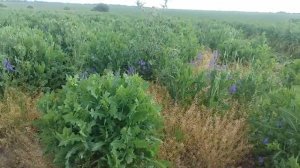 Бурьян в качестве сидерата. Дискую.