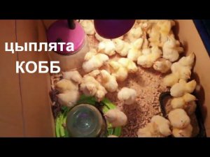 ИНКУБАЦИЯ КУРИНЫХ ЯИЦ В ИНКУБАТОРЕ ОТ МИНИФЕРМЕР ПОДВЕДЕНИЕ ИТОГОВ.