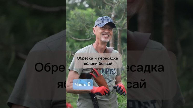 Обрезка и пересадка яблони бонсай. Часть 8.