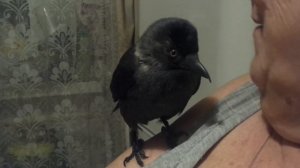 Умная галка Карлуша 7 лет