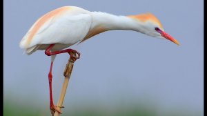 Египетская цапля (Bubulcus ibis) - Cattle Egret