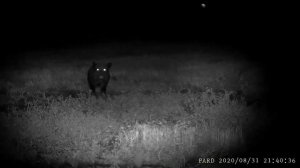 PARD NV007 - OSSERVAZIONE di un verro                           PARD NV007 - OBSERVATION of a boar