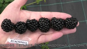 ВИКТОРИЯ и АСТЕРИНА сорта ежевики