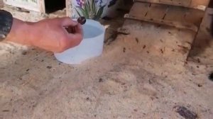 Мини зоопарк птичий дворик Псков